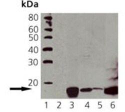 Histone H2AX, p Ser139 Antibody (9F3), Novus Biologicals 0.2mg; Unlabeled:Antibodies,